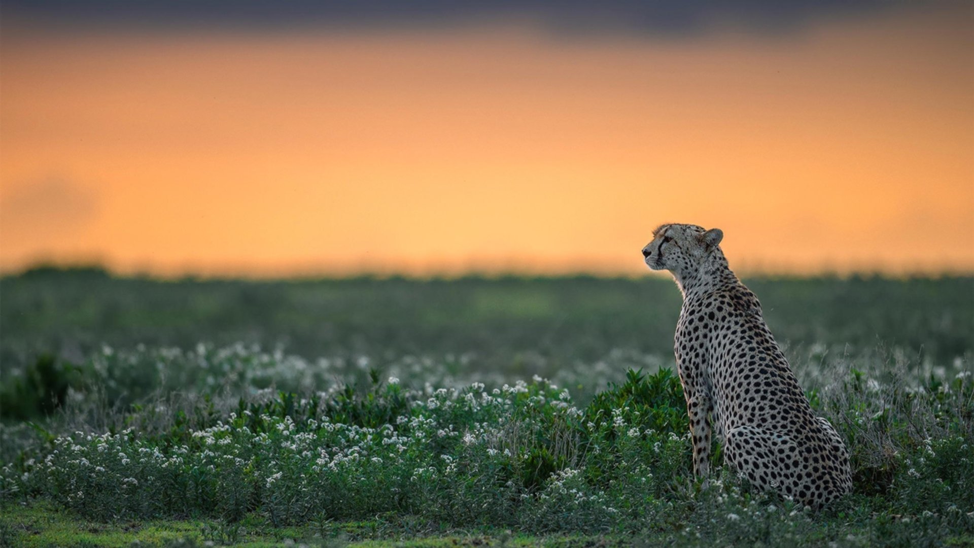 kaiyun.com-“梦想起航”青少年篮球明星培养计划在南京全面启动，储备未来新星