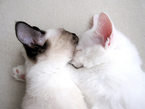 Kaiyun(中国)开云-“青少年足球比赛线上线下同步进行，覆盖更广范围”，青少年足球比赛直播