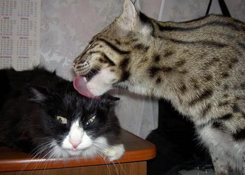 “青训合作基地在边远地区落成，助力基层足球发展”，青训足球俱乐部怎么招生