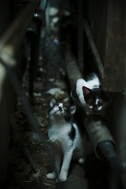 开云入口-《高校电竞队伍崭露头角：校园赛火爆开启》，电竞高校yy