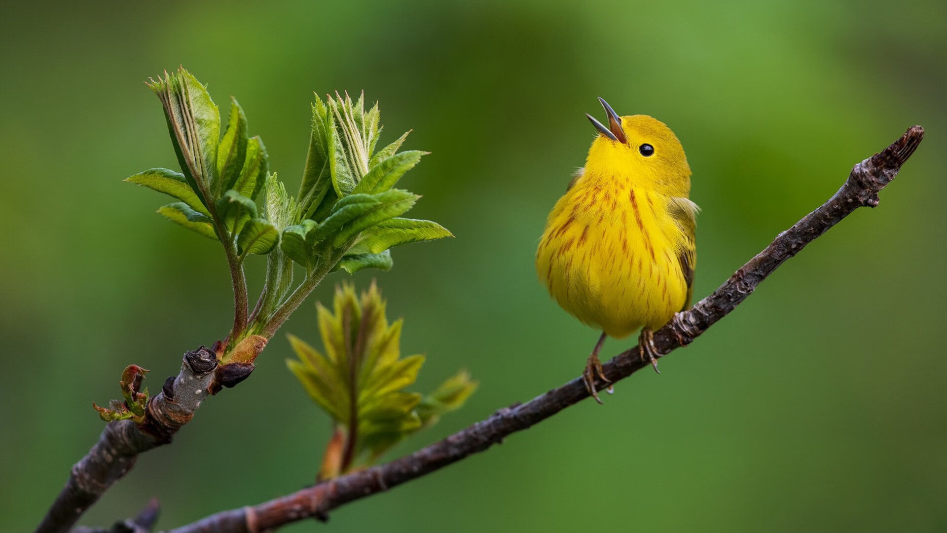 传奇队伍的“黄金时代”:那些不可复制的阵容组合,传奇各组合分析