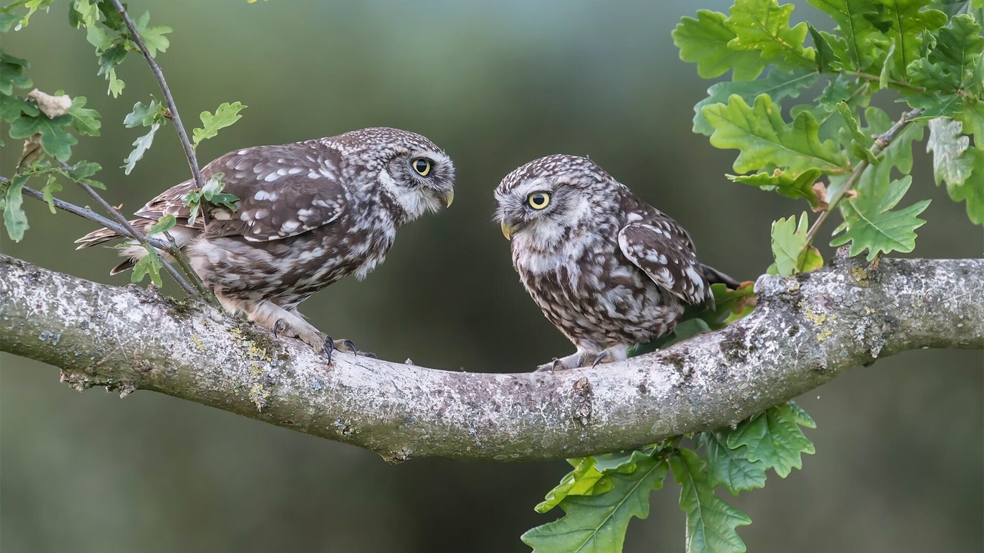 欧冠凸显的战术帝国:各大豪门的战术精髓,欧战冠军