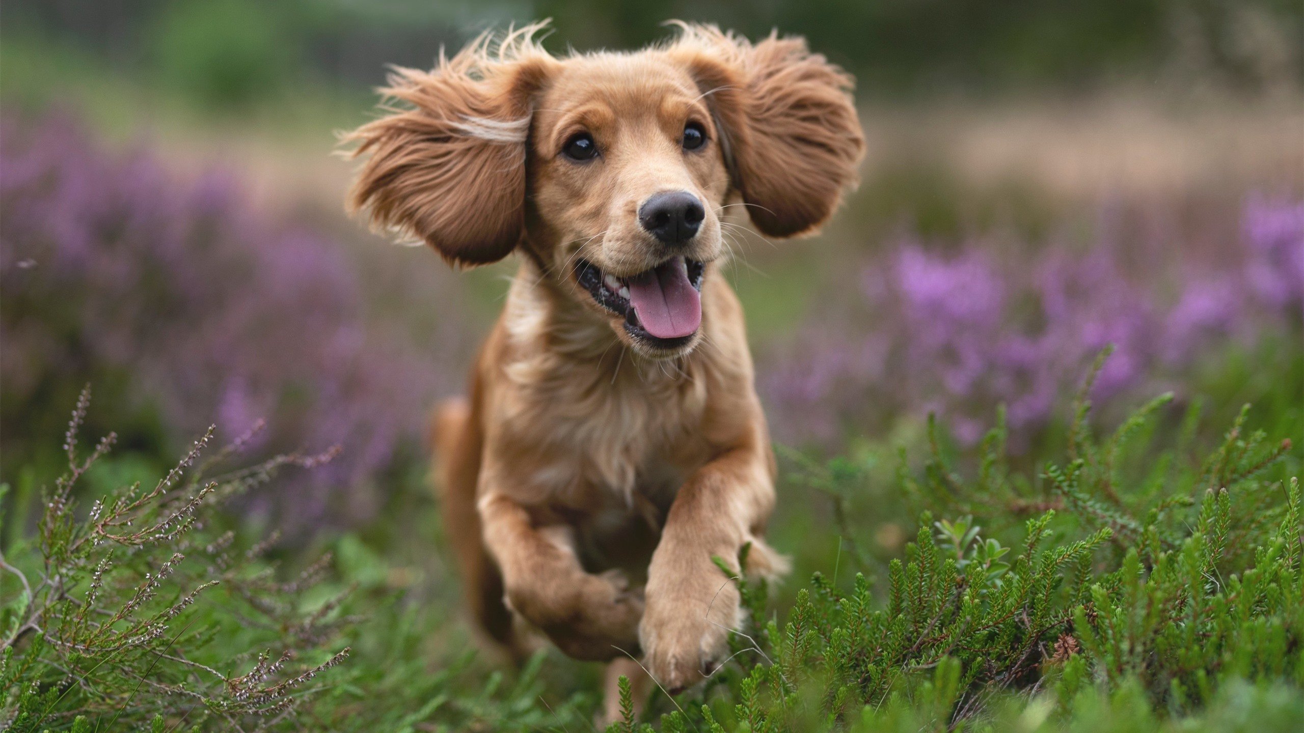 球迷热议:联盟最具潜力的“新星兵团”,新星战队官网