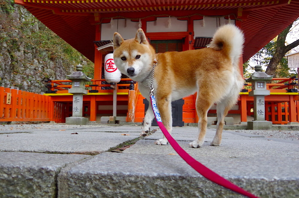 瑜伽教练获得国际认证,提升专业水平,国际认证瑜伽教练证去哪里考