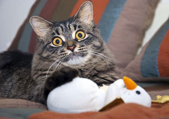 足球青训阶段引入模块化课程体系,足球青训训练内容