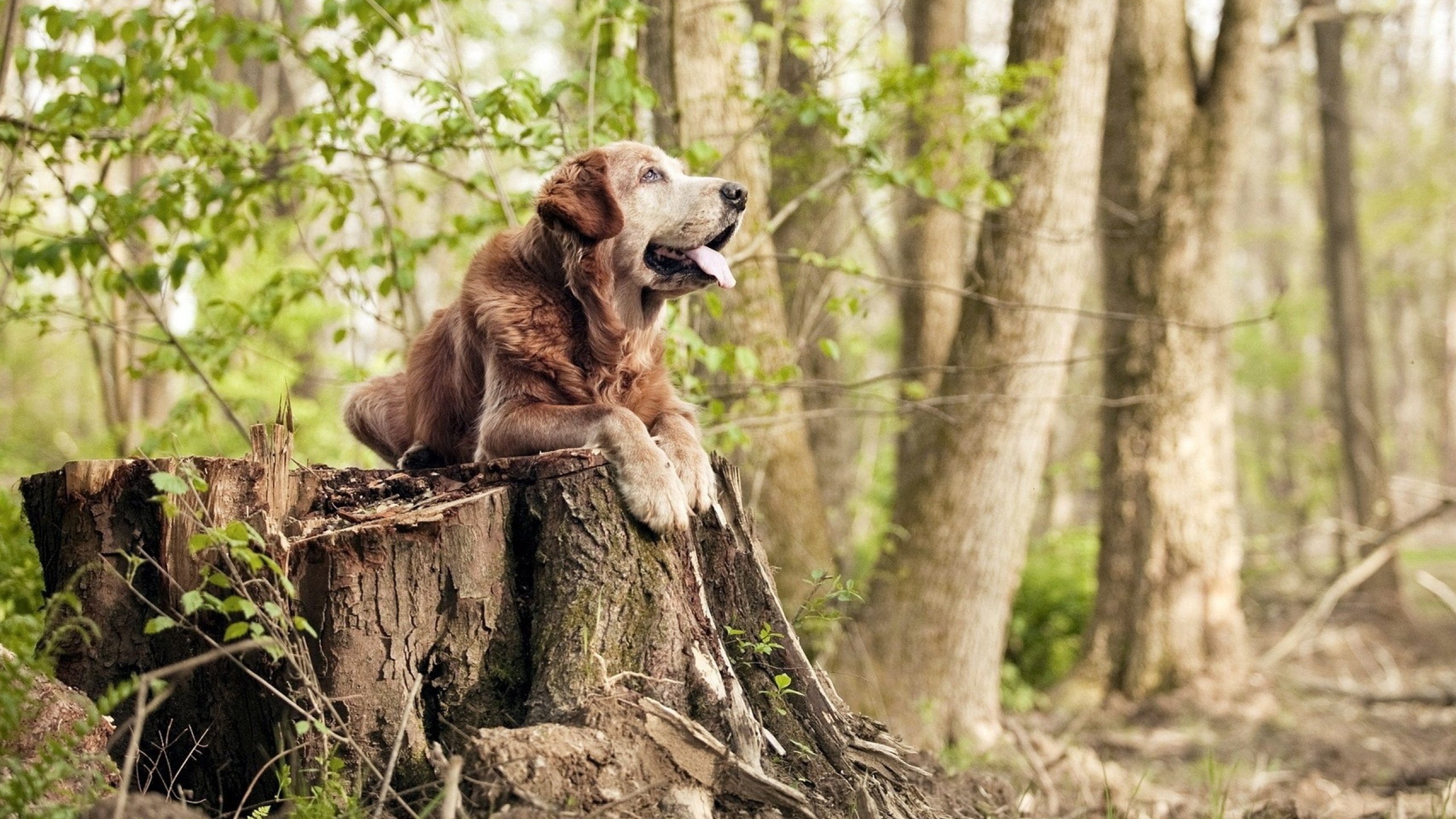 青少年“未来之星”公益篮球明星挑选赛在成都激烈进行，cba未来之星
