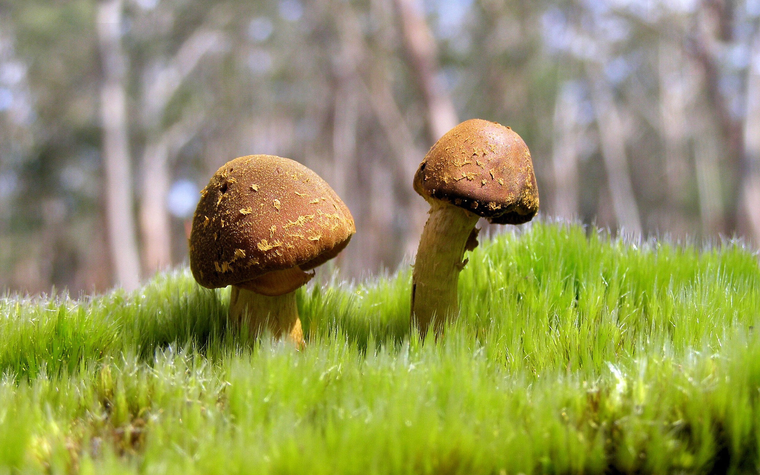 TL选手分享世界赛舞台经验，lpl世界赛选拔赛