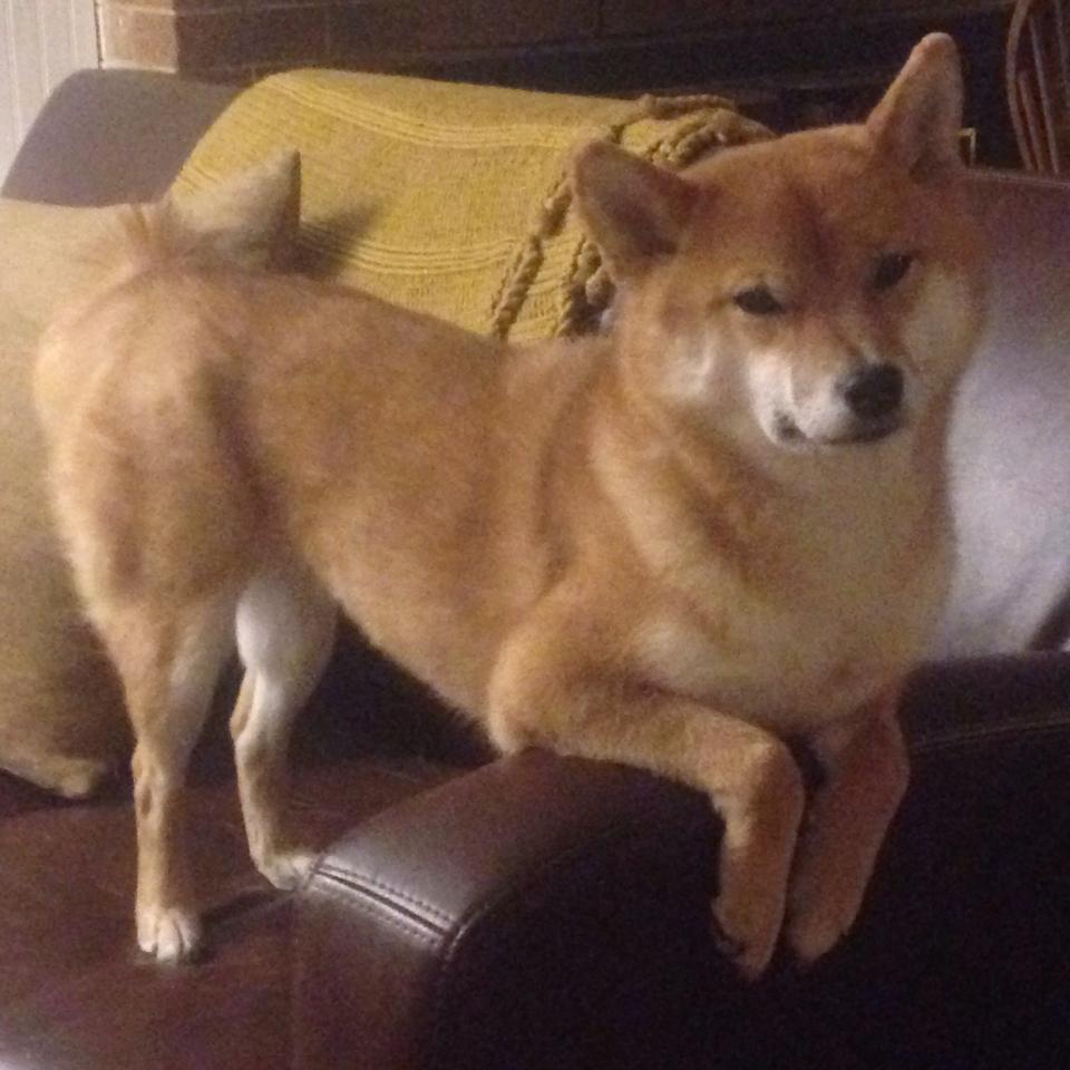 克罗地亚国家队奋勇作战，实现胜利，克罗地亚国家队最新大名单