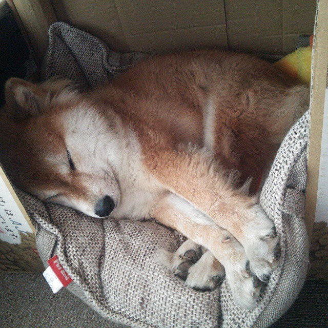 勒沃库森球队客场逆袭，大胜强敌领跑积分榜，勒沃库森球队图片